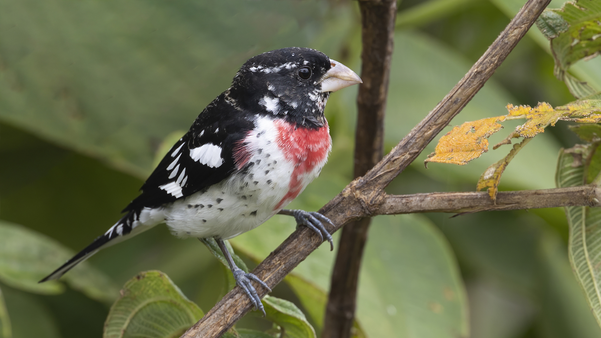Rose-breasted Grosbeak
